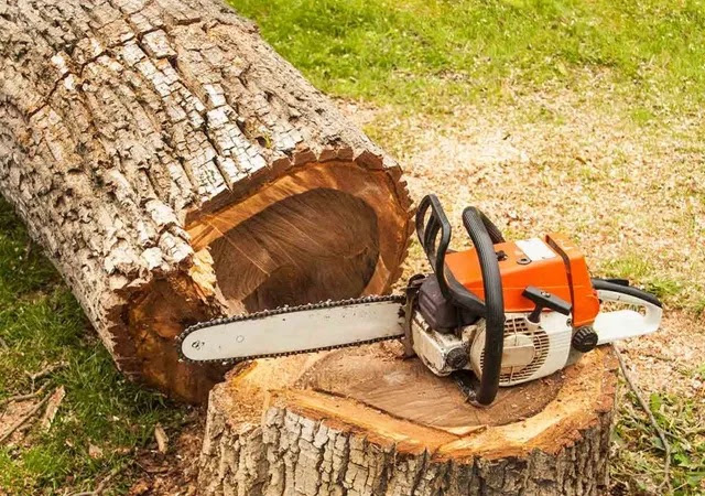 Tree Removal