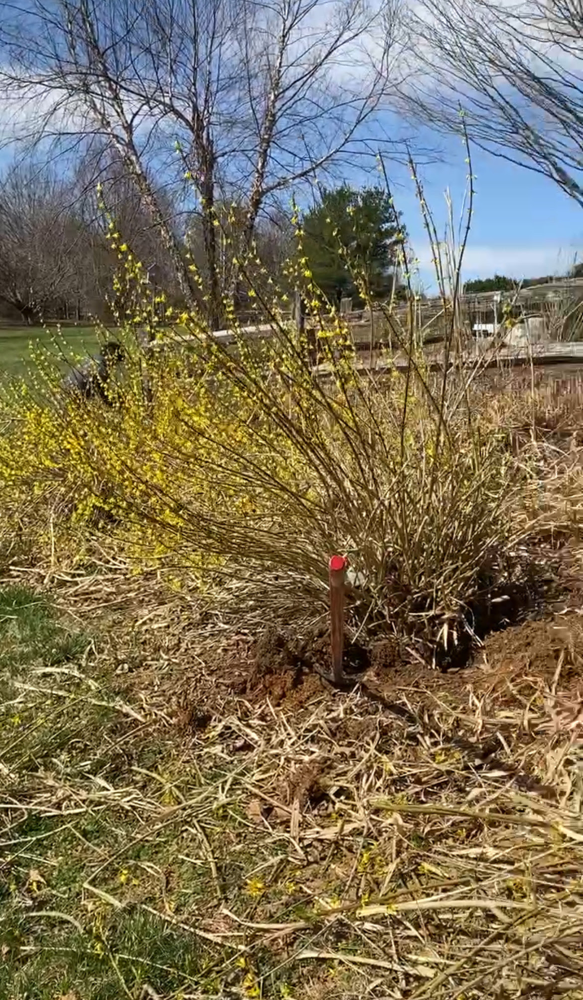 Shrub Removal