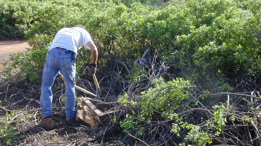 Shrub Removal Near Me