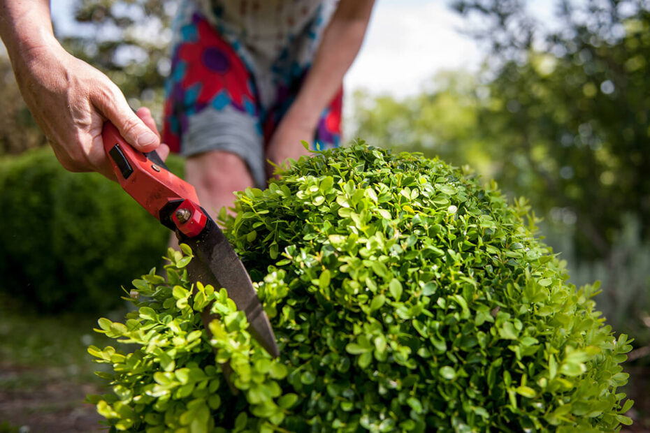 Shrub Trimming in Bethesda