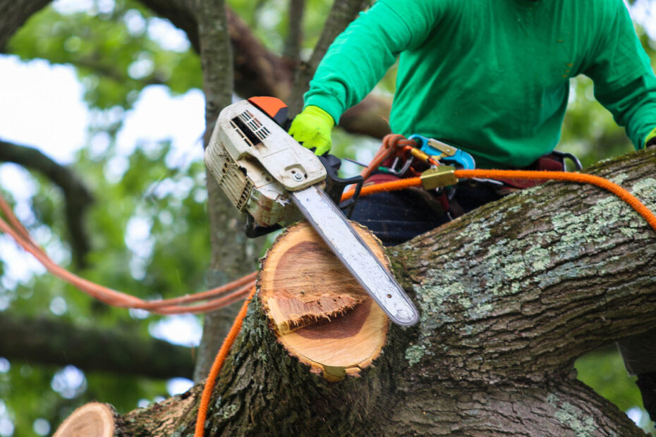 Tree Removal in Rockville